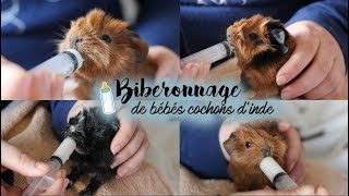 Biberonnage de bébés cochons dinde 🍼 [upl. by Iat]