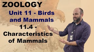 Zoology Unit 11 114  Characteristics of Mammals [upl. by Albemarle62]