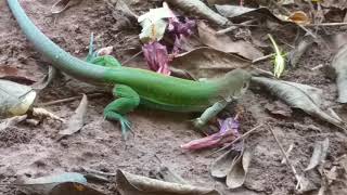 LagartoVerde Ameiva ameiva [upl. by Kciredohr]