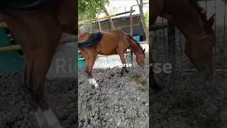 Horse Riding Horse Horse videos Wild horses Beautiful horse Beautiful horse types Horse breed [upl. by Onibla]