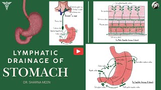 08 Stomach Lymphatic Drainage Virchow’s Node Troisier’s Sign amp More Explained [upl. by Ayo146]