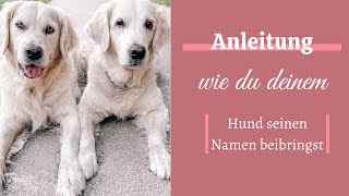 Hund hört nicht auf seinen Namen  Namensreaktion Hund [upl. by Joannes285]