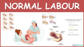 Physiology of Normal Labour stages mechanisms and management [upl. by Suidualc768]