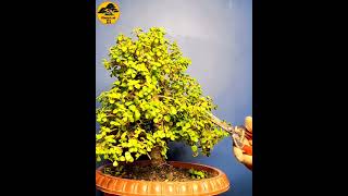 CREATE BONSAI  SHORTS bonsai bonsaitree howtomakebonsai [upl. by Aenyl]