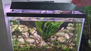 I rescaped the 20 gallon Apistogramma macmasteri tank [upl. by Canty]