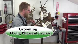 Flying Pheasant Complete Taxidermy Course step by step  13 Grooming [upl. by Elena]