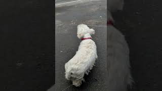 Westie howling at the ambulance [upl. by Inerney]