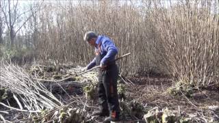 Working A Hazel Copse [upl. by Mcleod]