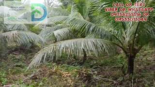 VLOG 51 PROPERTY NA 68has SA TAGKAWAYAN QUEZON see description [upl. by Eaneg587]