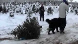 Newfoundlands at Pauls Tree Farm [upl. by Nnyltiak]