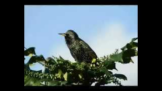 Varnėnas  Common Starling [upl. by Barri78]