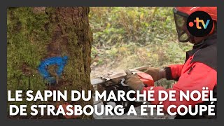 Marché de Noël de Strasbourg 2024  le grand sapin a été coupé dans les Vosges [upl. by Eiramrebma]