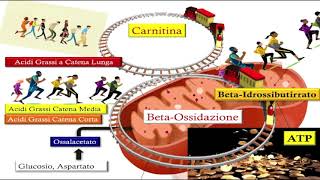 Metabolismo nel Digiuno by Design [upl. by Kermit]