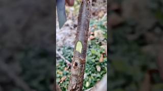 Grafting process🌿agriculture gardening homegarden shortsfeed shortsviral tree garden farming [upl. by Yanehc475]