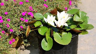 How To GROW WATER Lily At Home EASILY With All CARE Tips [upl. by Hennahane]