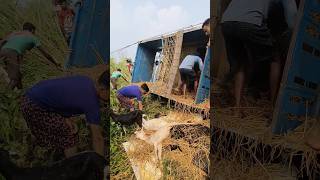 Some local people saving the life of some goats from a truck 🚛 [upl. by Aihsakal29]