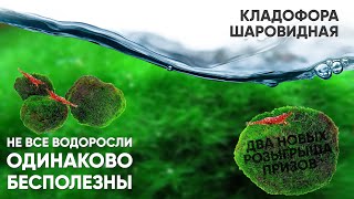 Кладофора шаровидная Не все водоросли одинаково БЕСполезны [upl. by Selfridge]