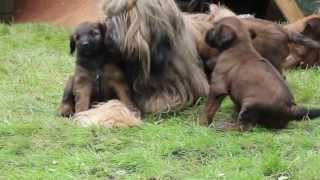 Briard puppies 5 weeks [upl. by Gader537]