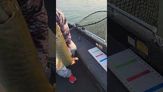 Leg Stuck Muskies fishing musky muskie [upl. by Arlene]