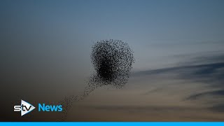 Murmuration of 30000 starlings swirl across sunset [upl. by Betthezul]