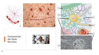 Histología del Sistema Nervioso  Parte 1 [upl. by Coumas919]