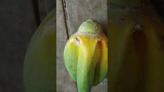 This papaya looks lol 😂 [upl. by Ellirehs]