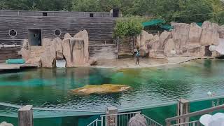 vlog visite le zoo d amnévilleľun des plus grands ďeuropedécouvrez le parc [upl. by Onitsuj255]