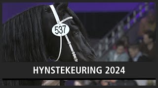 Jeppe 537 algemeen kampioen op Friese hengstenkeuring  HYNSTEKEURING 2024 [upl. by Hasseman399]