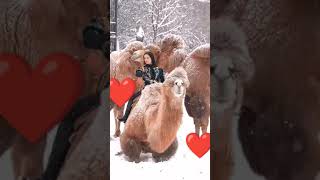 shortvideo subscribe shorts short live music urdu love comingsoon wildbull animals [upl. by Ecinnaj]