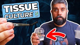 TISSUE CULTURE Basics – How to DEFLASK Your New Plants – Survival Guide [upl. by Crowley130]