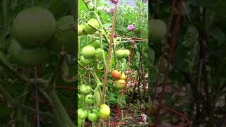 Tomato Blight Prevention 2023 [upl. by Assennav]