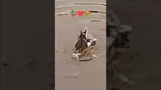 DUCKS MATING male Duck forces female under water for a short time Nov UK wild nature zoom sm s14 [upl. by Lenhart]