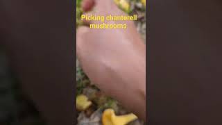 Chanterelle mushrooms in Sweden freefoodintheforest chanterelles nature [upl. by Lyrad]