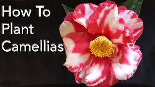 How To Plant Camellias PLUS 7 Great Camellias [upl. by Llevol]