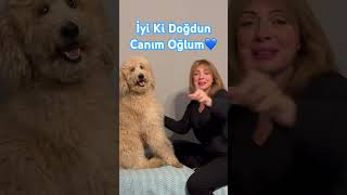 labradoodles dante signordante iyikidoğdun buoncompleanno happybirthday [upl. by Effie]