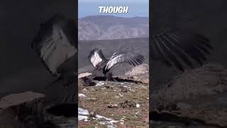 Andean Condor Released Back into Natural Habitat [upl. by Erdnoid407]