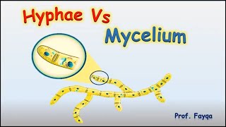 Hyphae and mycellium [upl. by Aphra]