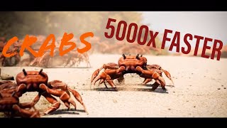 Crab Rave 2x 4x 8x Up To 5000x FASTER [upl. by Jacquelyn940]