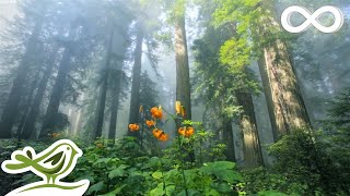 Sunny Mornings Beautiful Relaxing Music with Piano Guitar amp Bird Sounds by Peder B Helland [upl. by Alanson]