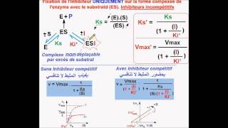 Enzymes Inhibiteurs incompétitifs version Fr [upl. by Wilsey]