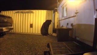 Worksite Bear Suit Prank [upl. by Grinnell818]