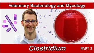 Clostridium and Clostridioides Part 2  Veterinary Bacteriology and Mycology [upl. by Glarum]