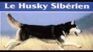 Le husky sibérien  Origine personnalité aptitudes éducation santé hygiène choix du chiot [upl. by Danette]