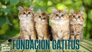 🐱Fundación Sin Fronteras De Bogotá a Toronto 🍁 [upl. by Midian234]