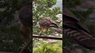 Feeding Yellowheaded Caracara shortvideo shortsfeed [upl. by Jere]