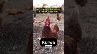 Kurwa co  piwo [upl. by Nessim50]