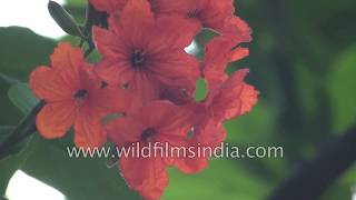 Cordia flower or Cordia sebestena [upl. by Hammad]