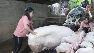 It’s amazing to wean the piglets after 5 days away from their mother [upl. by Lotsyrc]