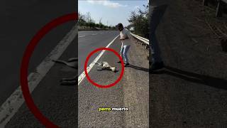 ¡Encontrarse un perro muerto al borde de la carretera [upl. by Crystie]