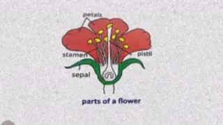 Learn Parts of Flower NCERT Class 4 [upl. by Deming446]